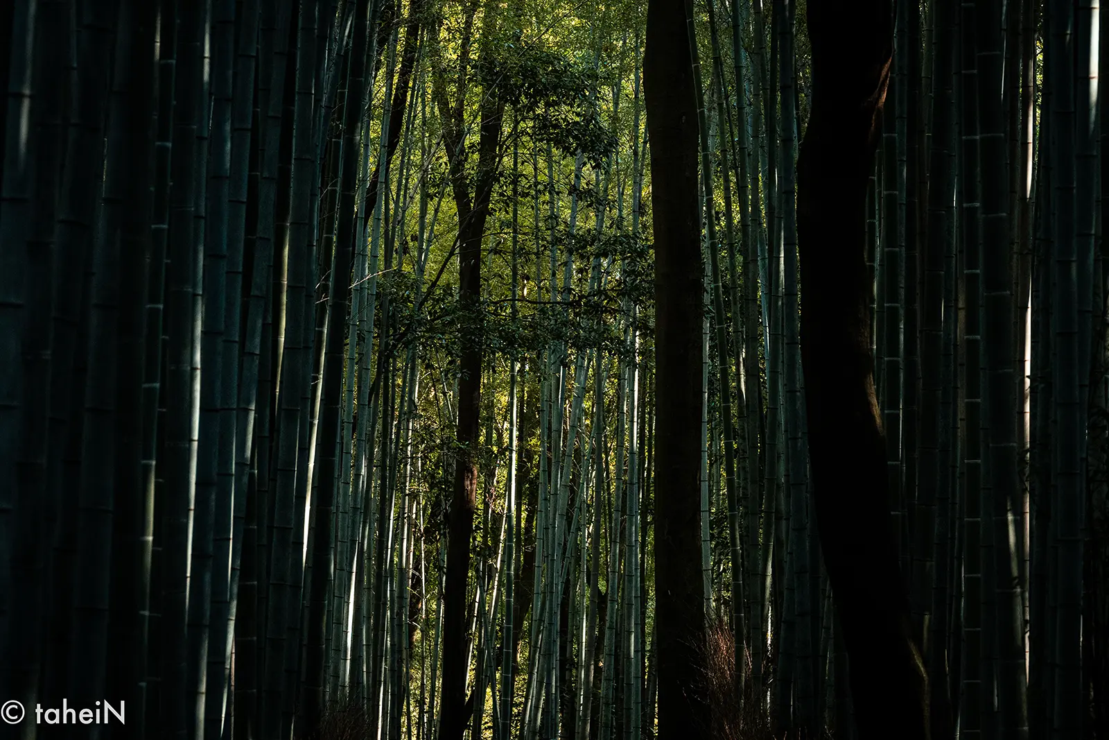 嵐山の竹林を正面から見た様子